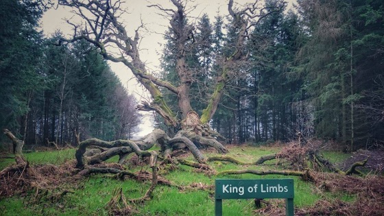 The King of Limbs oak in Savernake Forest, Wiltshire, photographed in 2015
